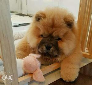 Garry KENNEL. =(best quality chow chow male