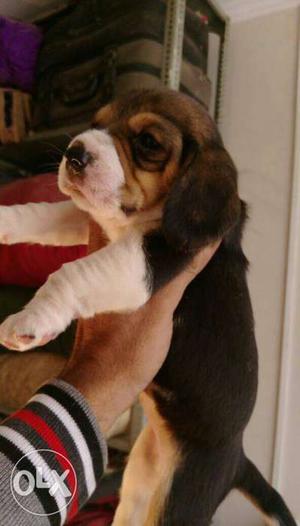 Garry KENNEL=( supar quality Beagle puppies