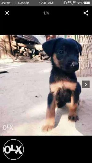 German shepherd puppy for sale... very cute and