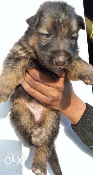 Get black. and black and tan colour gsd. Male.
