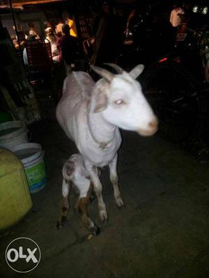 Goat with female kid