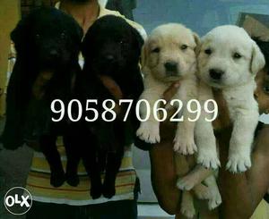 Golden black labrador male so quilaty and low