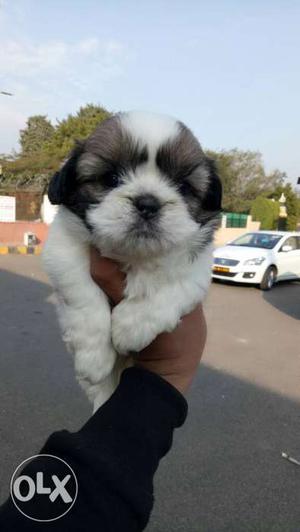 Golden pet's home Shih tzu male or female with