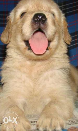 Golden retriever high quality male pup looking for new home.
