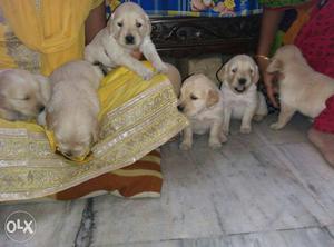 Golden retriever puppies available born on