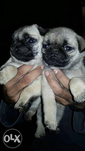 Good Quality Good Colour female Pug is here:)