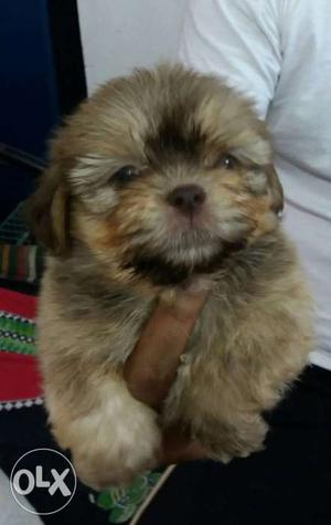 Good quality lasha apso dog puppy 45 days redy for sale