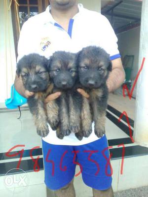 Good quality line german shepered mail puppies