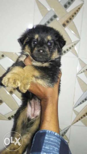 Good quality long coat gsd pups available in
