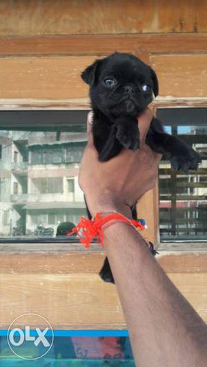 Good quality pug puppies a available with us call