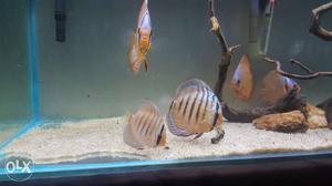 Good quality red cover blue rim discus for sale.