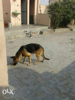 Gsd female for sale.