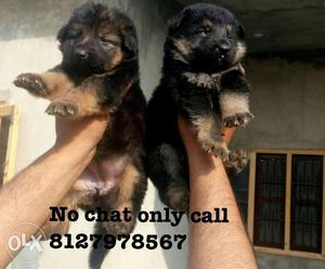 Gsd lab pups available for go new home