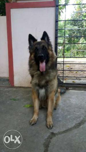 Gsd male 12 months old for sale