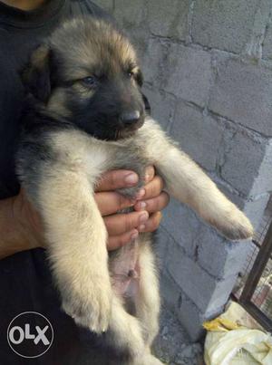 Gsd puppies.. Full healthy and heavybread