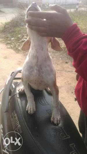 Guaranteed pure breed PITBULL (Female) only one