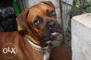HUMANITY KENNEL:-fully ACTIVE bull mastiff male so strong