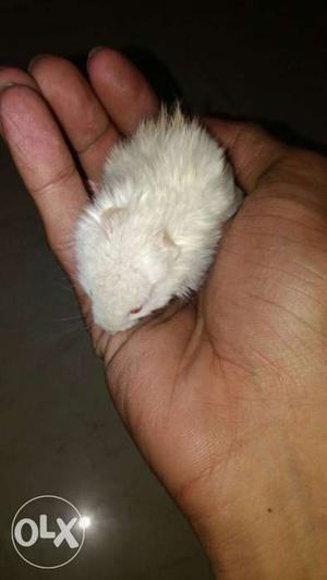 Hamster babies for sell