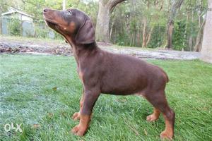 Happy kennel At fully show quality sell Doberman puppy male