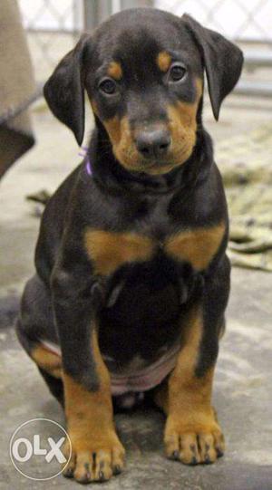 Happy kennel Bi Doberman puppies Show quality top male for