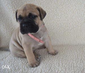 Happy kennel Bull Mastiff Sell At Very Good Prices Call