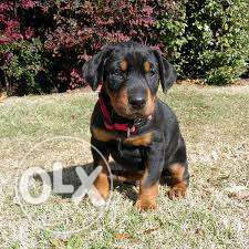 Happy kennel Doberman 2manth old good condition