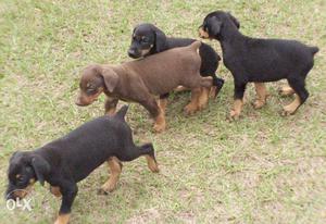 Happy kennel Doberman Rotweller male and female and sell