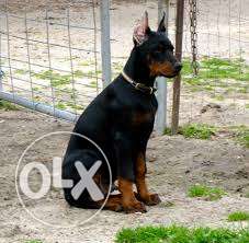Happy kennel Pure and Excellent Quality Doberman sell for