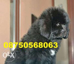 Happy kennel in Newfoundland puppies very gud male best