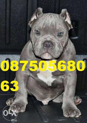 Happy kennel in Pitbull pupExtra ordinary Show quality