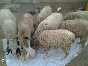 Healthy Sheeps for Sale in Koratagere Tumkur