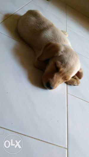 Healthy female labrador 45 days old...pure breed and price