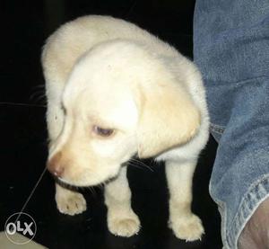 Heavy head lab female 25 days puppy at ongole