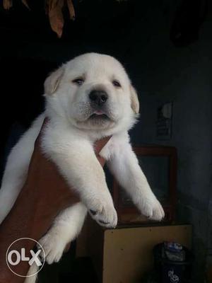 Heavy size double bone lab puos available