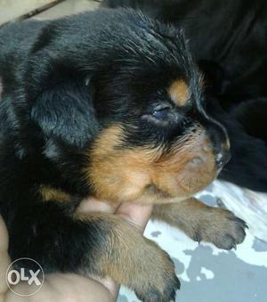 Hevi size rot puppies hevi lineage