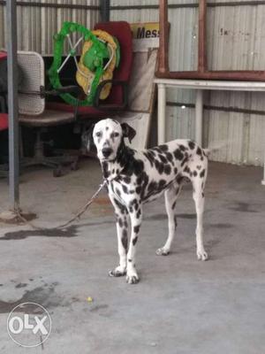 High end 6 months old Male Dalmation Breed