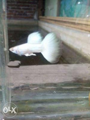 High fin albino white platinum guppy breeding