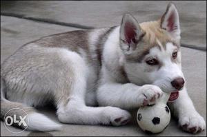Humanity kennel:-123 siberian husky male so healthy puppy