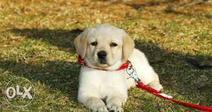 Humanity kennel:-FRIENDLY rottwelier labrador pupies sell
