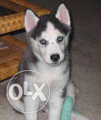 Humanity kennel:-champion bride quality husky so healthy nd