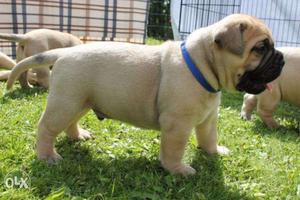 Humanity kennel:-eng mastiff male female both for sale