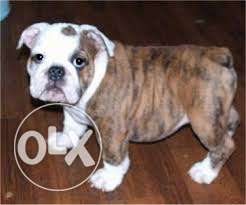 Humanity kennel:-exclusive price of eng bull dog sell to ur