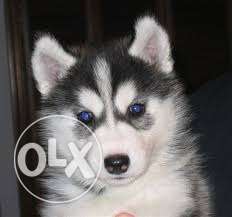 Humanity kennel:-most famous siberian husky male pair so