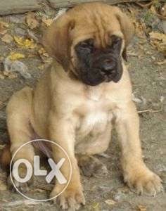 Humanity kennel:-super best bull mastiff pup dog available