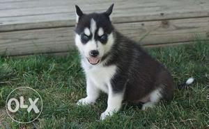 Humanity kennel:-very beautiful siberian husky available