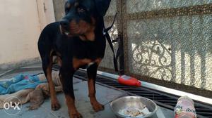 I have 8 months male dog which is Rottweiler in black colour
