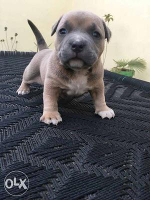 Important Blue And Ornage Pitbull Puppy For Sell