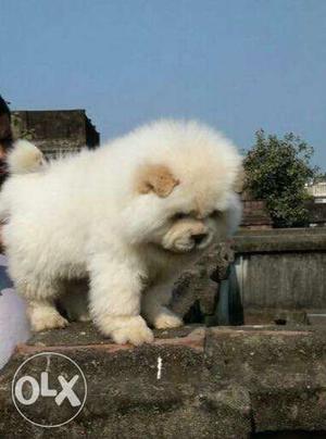 Imported Chow chow