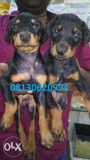 Imported Doberman female puppys avilable male at Active