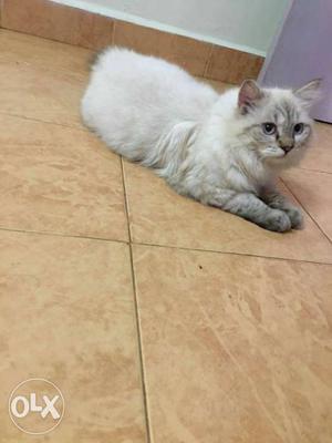 Its a persian cat aged 7 month Colour white with